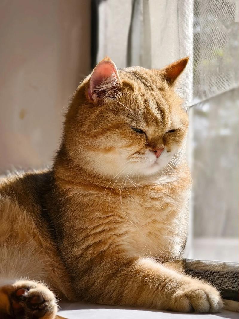 抖音有猫咪的名字叫什么