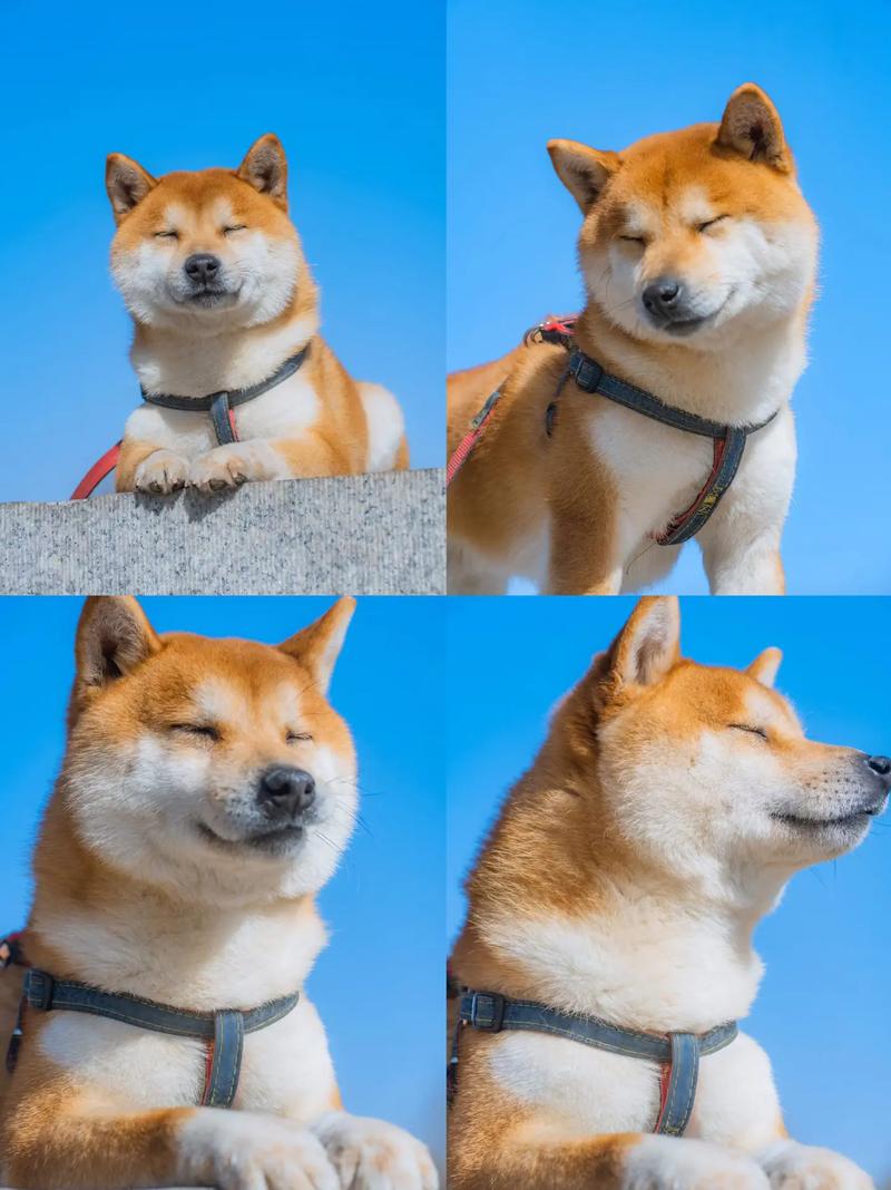 抖音里有个大柴犬是什么
