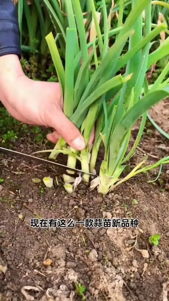 抖音吃蒜的网红叫什么