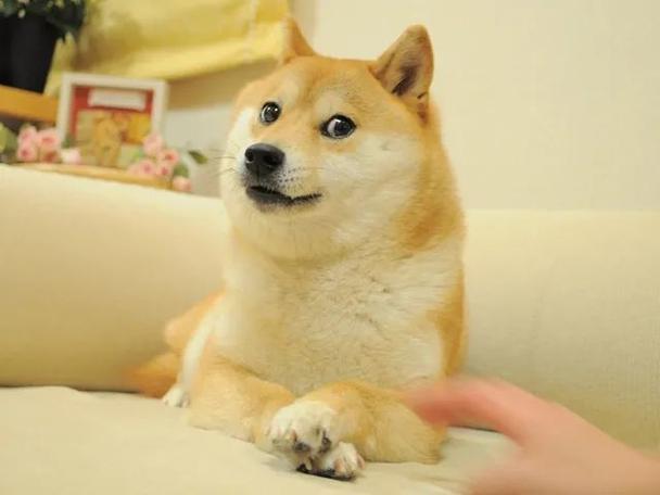 抖音里有个大柴犬是什么