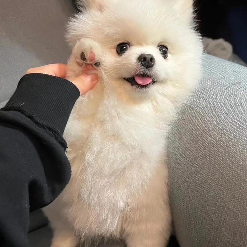 抖音女网红小狗叫什么