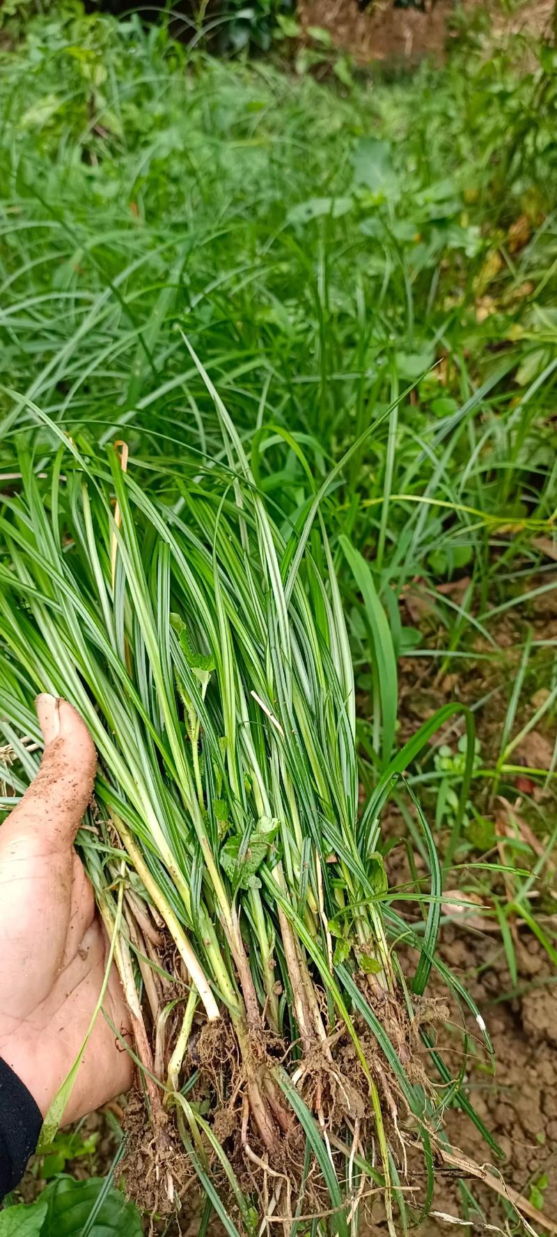 抖音里的甜甜草是什么草
