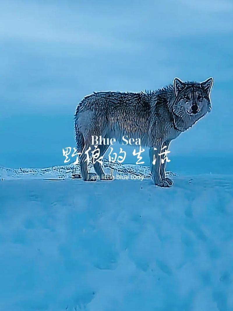 抖音不惧狼与风是什么歌