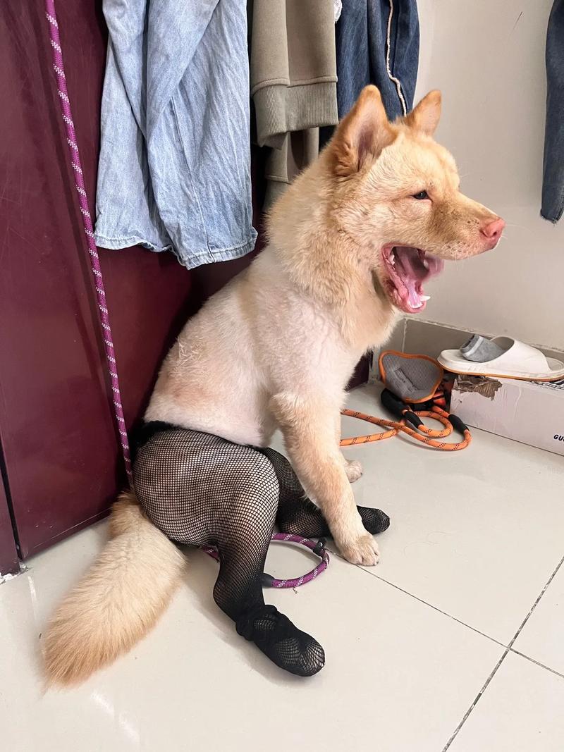 抖音女网红小狗叫什么