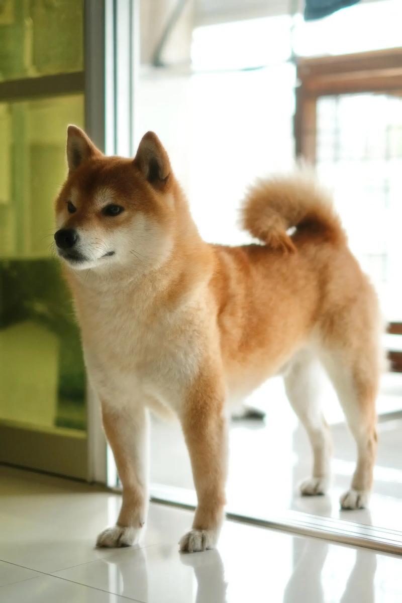 抖音里有个大柴犬是什么