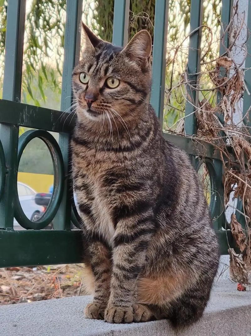 抖音有猫咪的名字叫什么