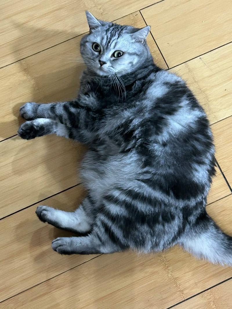 抖音上的猫叫什么猫啊