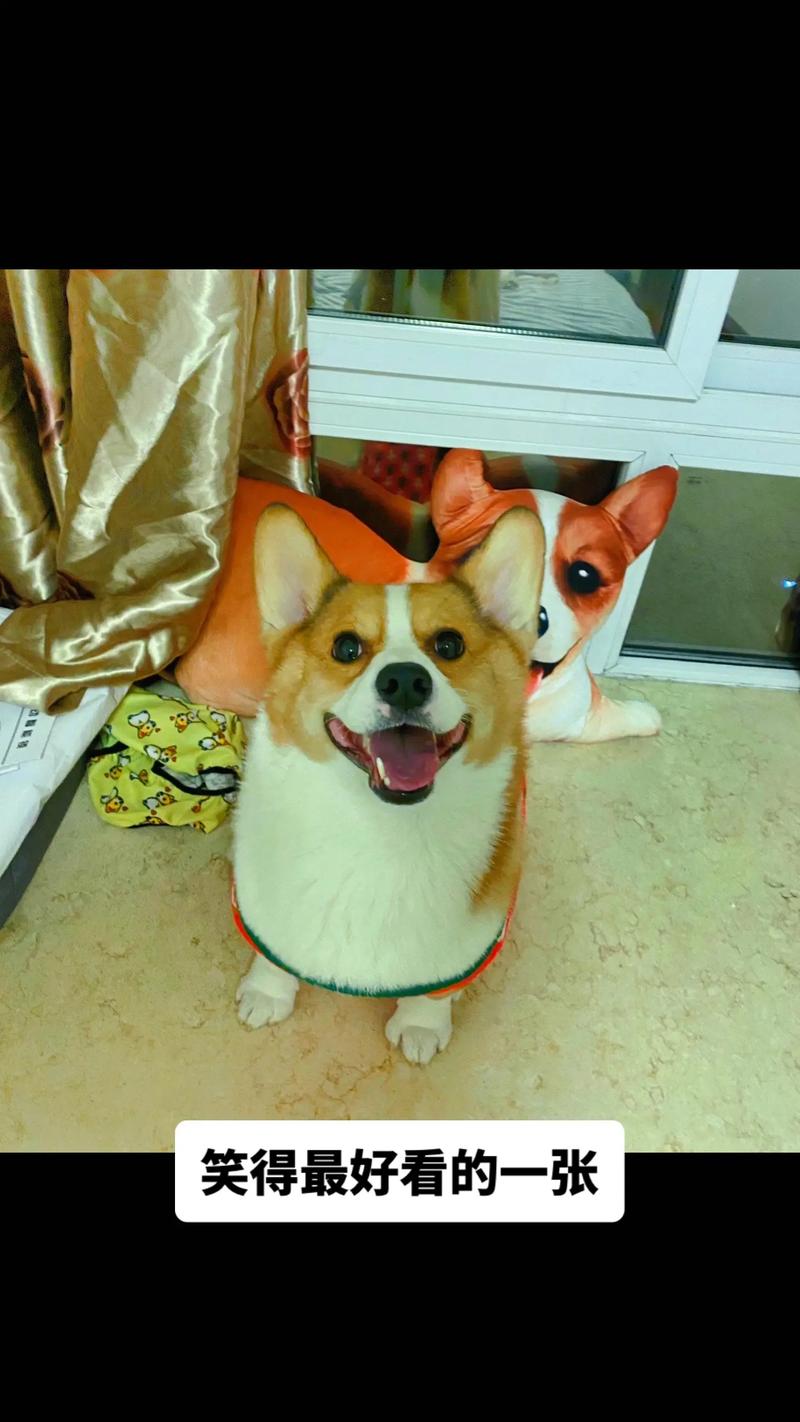 抖音里傻笑的狗是什么狗