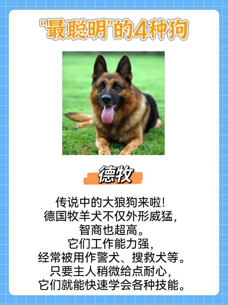 抖音的修狗是什么意思