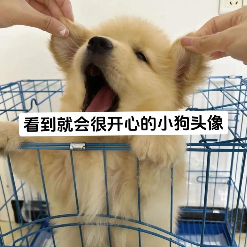 抖音里傻笑的狗是什么狗