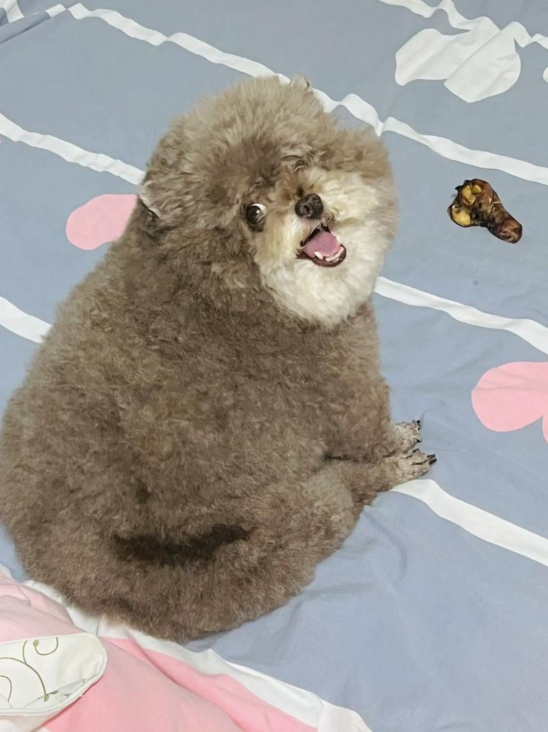 抖音里傻笑的狗是什么狗