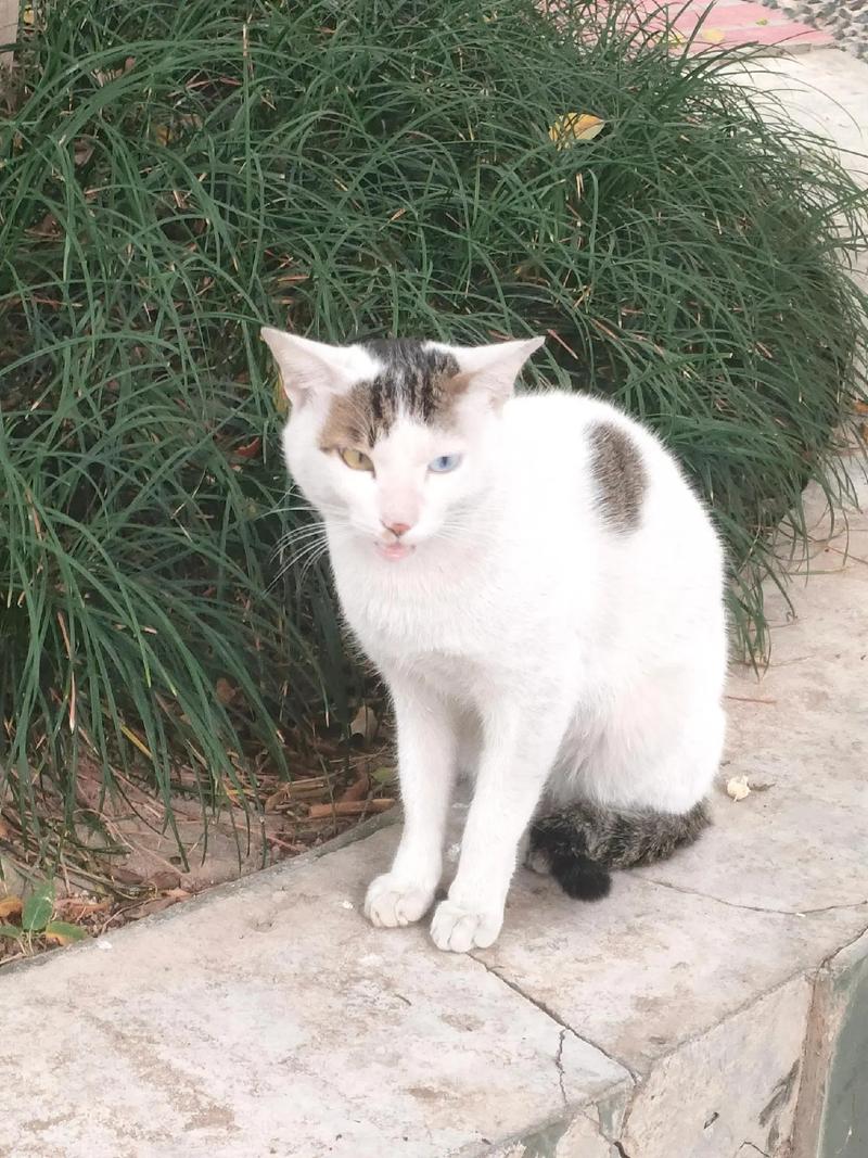 抖音里叫刀什么的猫