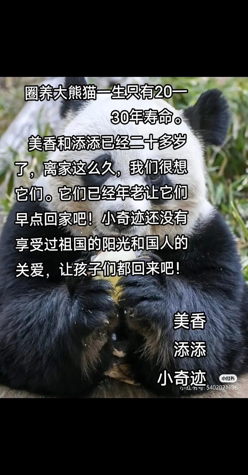 抖音大熊猫的歌曲叫什么
