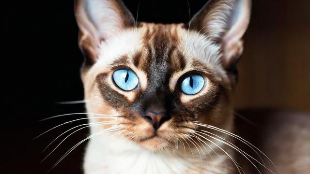 卡林流量猫