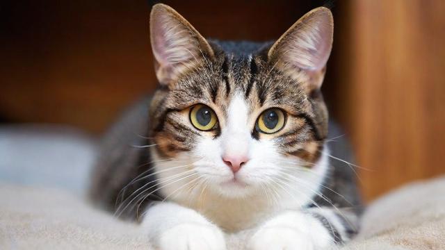 尚流量 猫卡