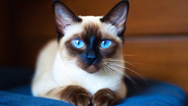 卡林流量猫