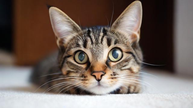 猫猫猫流量卡
