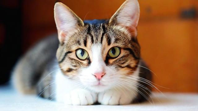 猫猫猫流量卡