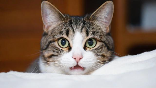 猫猫猫流量卡