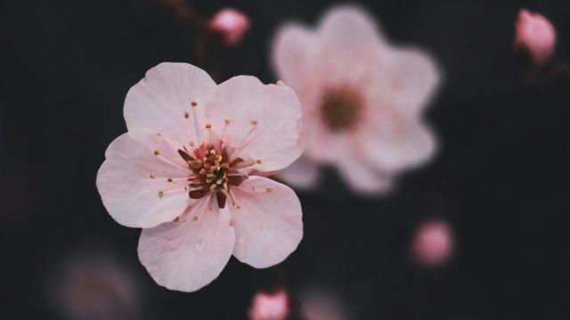 抖音上繁花落尽是什么歌