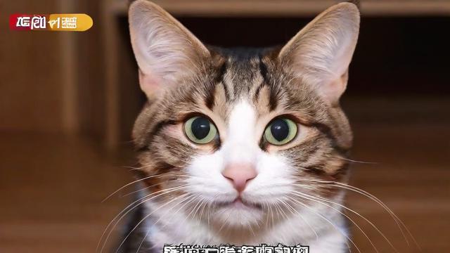 抖音里的猫耳朵是什么梗