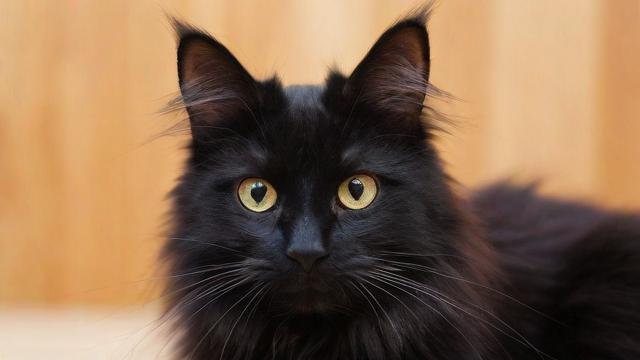 抖音上黑毛色的猫是什么