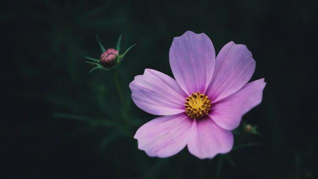抖音花的什么钱可以提现