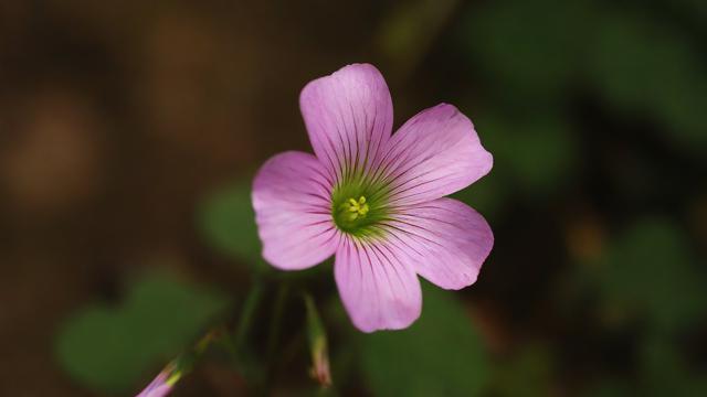 抖音最火的花之歌是什么