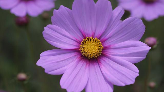 花卡定向流量抖音