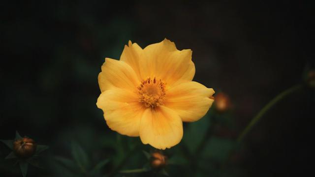 抖音最火的花之歌是什么
