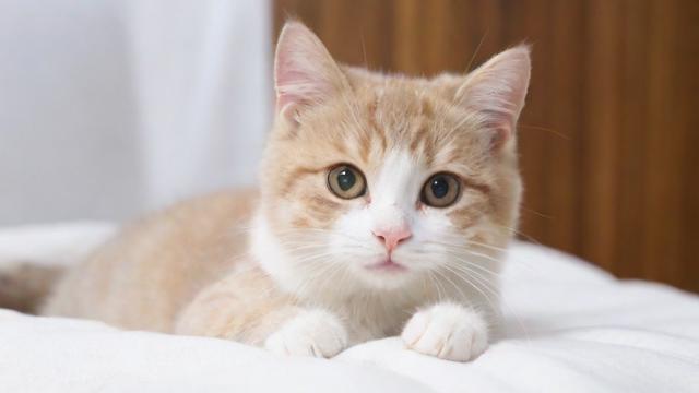 猫猫耶24小时自助下单网站 小红书24小时自助业务