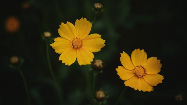 抖音最火的花之歌是什么