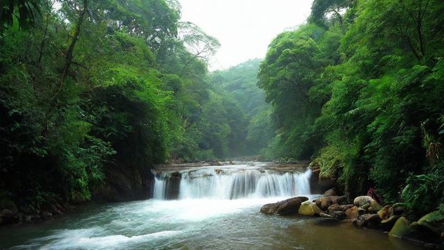 流量卡丛茂
