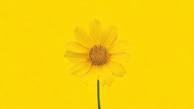 抖音道具小黄花什么意思