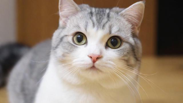 猫猫耶24小时自助下单网站 小红书24小时自助业务