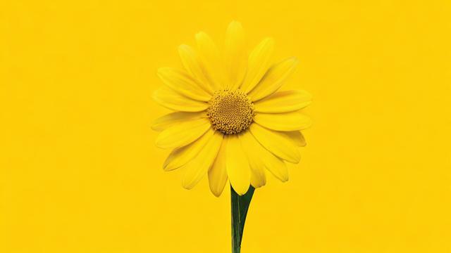 抖音道具小黄花什么意思