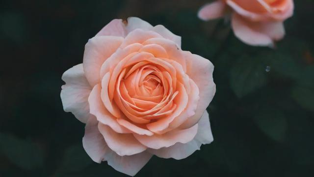 抖音花的什么钱可以提现