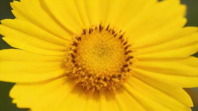 花粉卡流量封顶