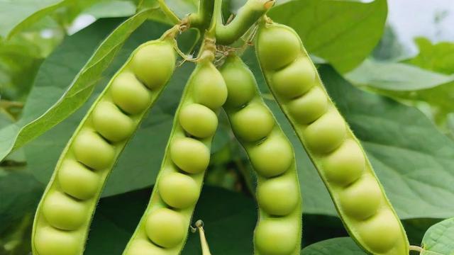 什么样抖音号可以投豆荚