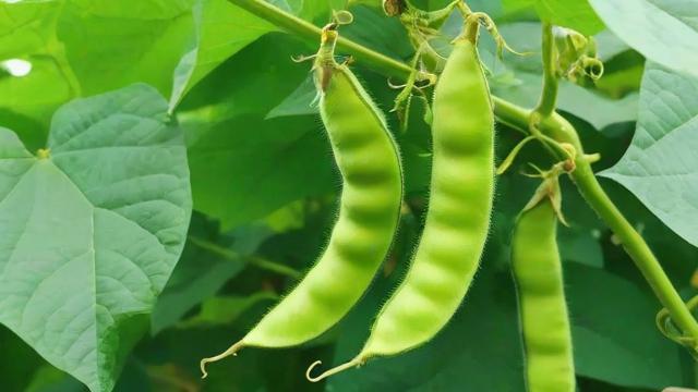 抖音千川怎么投豆荚？