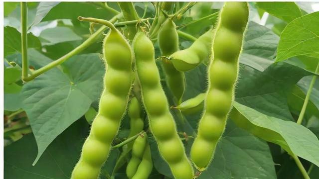 什么样抖音号可以投豆荚