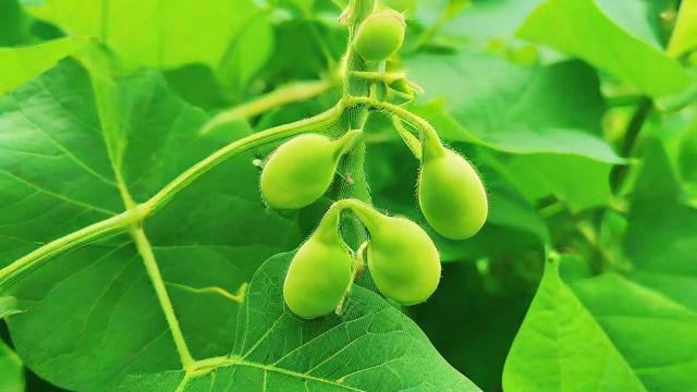 抖音千川怎么投豆荚？