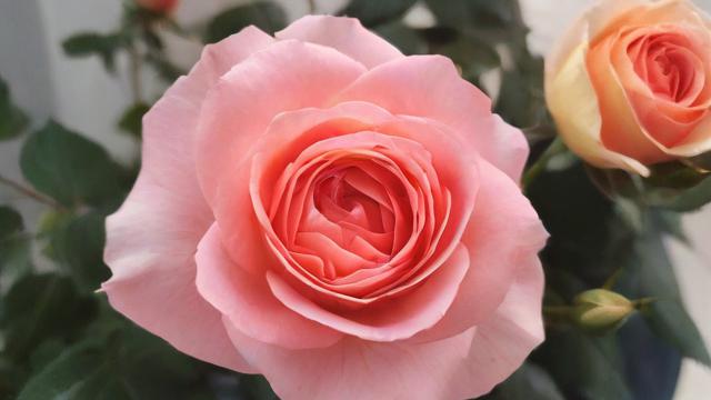 鲜花怎么投千川？