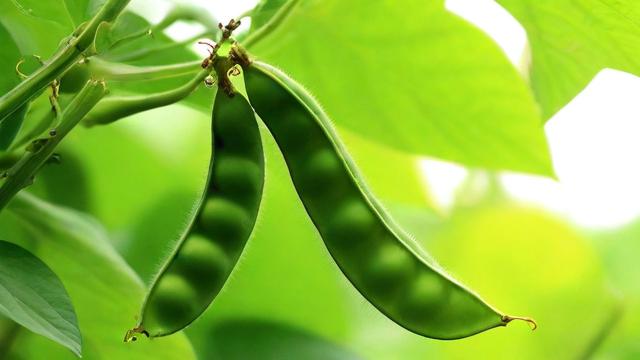千川怎么投豆荚？