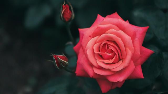 鲜花怎么投千川？