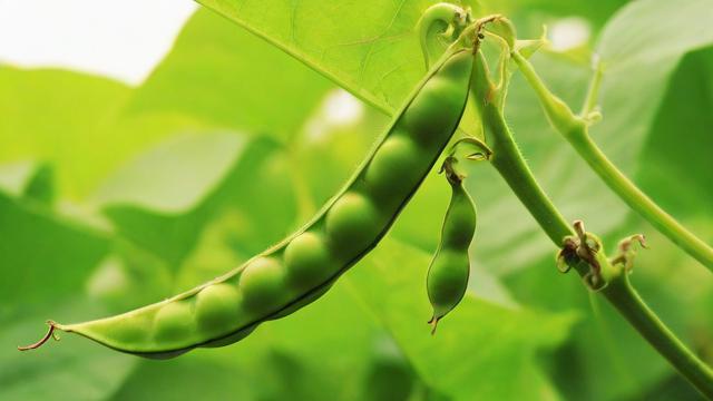 千川怎么投豆荚？