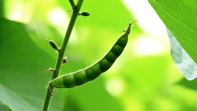 千川怎么投豆荚？