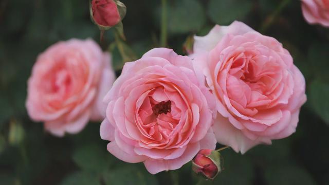 鲜花怎么投千川？