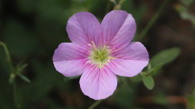 花卉千川怎么投？