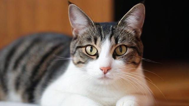宽带猫如何看?